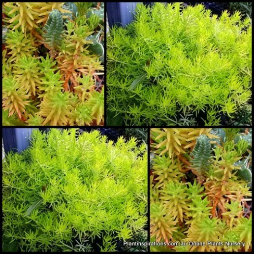 Sedum Gold Mound x 1 Succulents Plants Groundcover stonecrop Hanging basket Succulent Pots Hardy Rockery mexicanum Golden Patio Balcony Garden